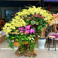 Lũa lan hồ điệp vàng bonsai