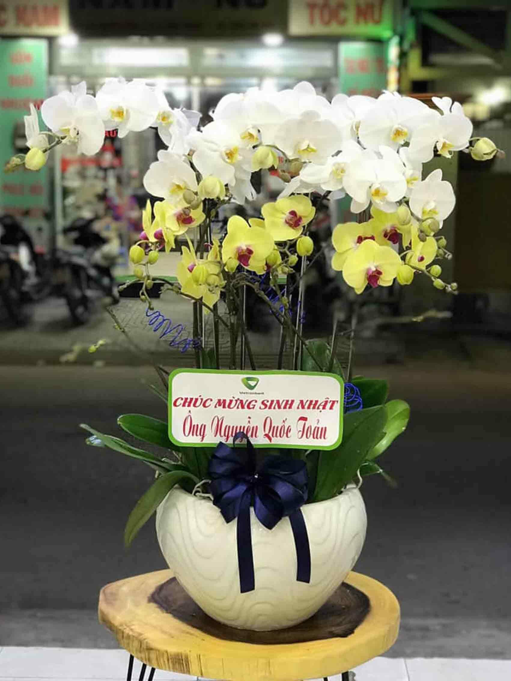 Chậu lan hồ điệp trắng vàng chúc mừng khai trương từ Shop Lan Hồ Điệp Violet ở Long Thành Đồng Nai
